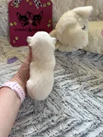 AKC Emma, a female Chihuahua for sale in Norwich, CT – Photo 3 of 9