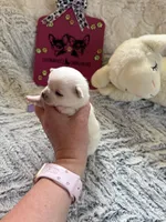 AKC Emma, a female Chihuahua for sale in Norwich, CT – Photo 9 of 9