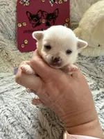 AKC Emma, a female Chihuahua for sale in Norwich, CT – Photo 2 of 9