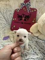 AKC Emma, a female Chihuahua for sale in Norwich, CT – Photo 4 of 9