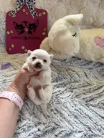 AKC Emma, a female Chihuahua for sale in Norwich, CT – Photo 6 of 9