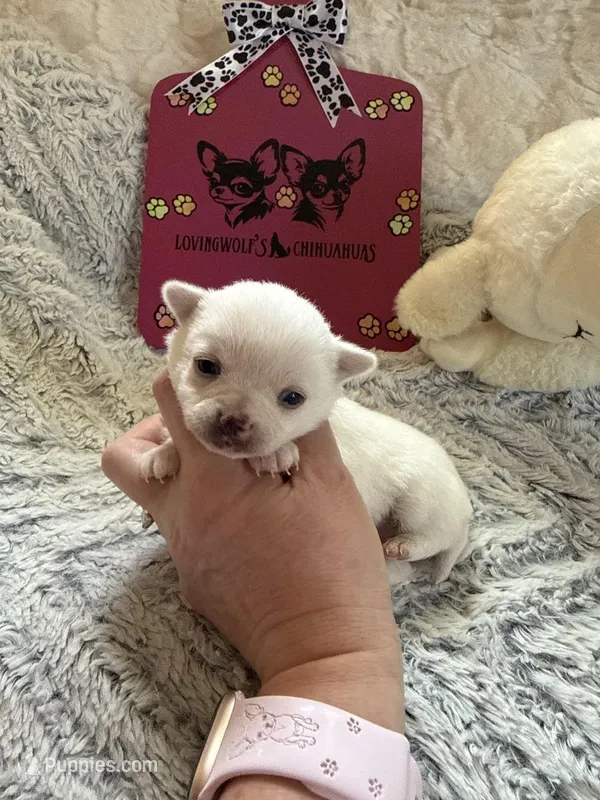 AKC Emma – Chihuahua puppy for sale in Norwich, CT