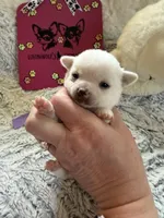 AKC Emma, a female Chihuahua for sale in Norwich, CT – Photo 8 of 9