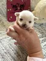 AKC Emma, a female Chihuahua for sale in Norwich, CT – Photo 7 of 9