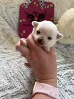 AKC Emma, a female Chihuahua for sale in Norwich, CT – Photo 5 of 9