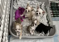 Coming , a  Chihuahua for sale in Norwich, CT – 2 of 10