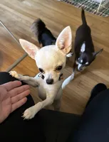 Karter, a male Chihuahua for sale in Norwich, CT – 2 of 10