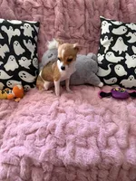 Shilo, a female Chihuahua for sale in Norwich, CT – 9 of 9