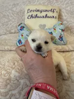 AKC Coming soon, a  Chihuahua for sale in Norwich, CT – 2 of 10