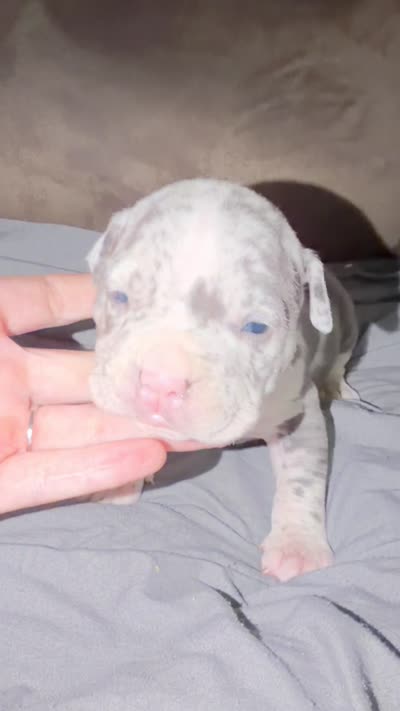 Halo, a female American Bully for sale in Oil City, PA – 6 of 7