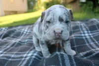 Halo, a female American Bully for sale in Oil City, PA – 9 of 10