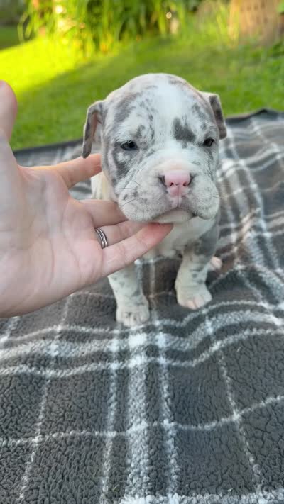 Halo, a female American Bully for sale in Oil City, PA – 10 of 10