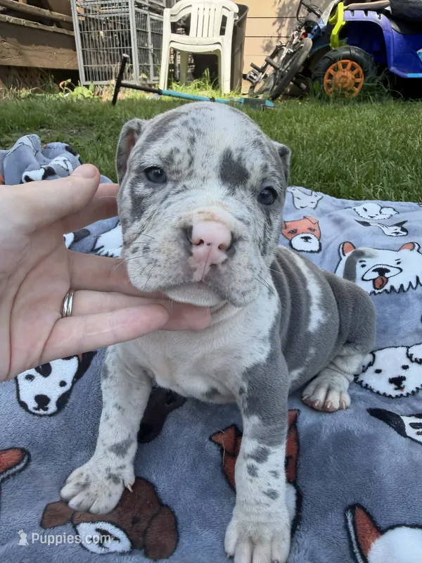 Halo – American Bully puppy for sale in Oil City, PA