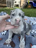 Halo, a female American Bully for sale in Oil City, PA – 1 of 10