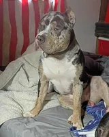 Halo, a female American Bully for sale in Oil City, PA – 7 of 7