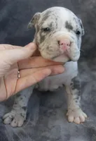Halo, a female American Bully for sale in Oil City, PA – 3 of 7