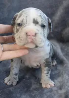 Halo, a female American Bully for sale in Oil City, PA – 1 of 7