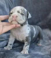 Halo, a female American Bully for sale in Oil City, PA – 4 of 7