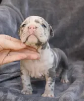 Halo, a female American Bully for sale in Oil City, PA – 2 of 7
