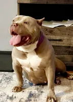 Halo, a female American Bully for sale in Oil City, PA – 5 of 7