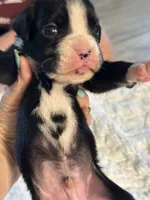 Tux, a male Boxer for sale in Kalamazoo, MI – 1 of 9