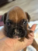 Nadia, a female Boxer for sale in Kalamazoo, MI – 2 of 6