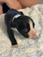 Tux, a male Boxer for sale in Kalamazoo, MI – 8 of 9