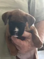 AKC  Piper, a female Boxer for sale in Kalamazoo, MI – 8 of 10
