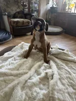 AKC  Piper, a female Boxer for sale in Kalamazoo, MI – 10 of 10