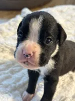 Tux, a male Boxer for sale in Kalamazoo, MI – 6 of 9