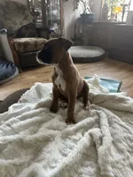 AKC  Piper, a female Boxer for sale in Kalamazoo, MI – 7 of 10