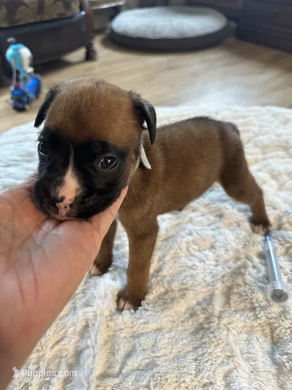 Piper – Boxer puppy for sale in Kalamazoo, MI