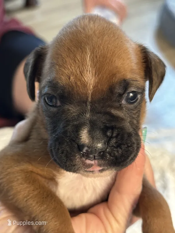 Nadia – Boxer puppy for sale in Kalamazoo, MI