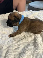 Griffin, a male Boxer for sale in Kalamazoo, MI – 5 of 6