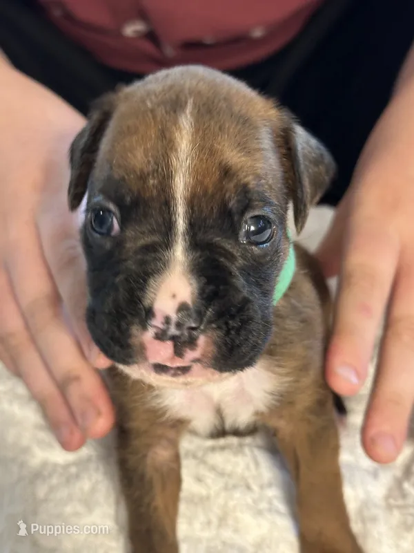 Drew – Boxer puppy for sale in Kalamazoo, MI