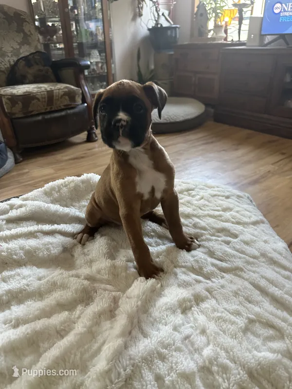 AKC  Piper – Boxer puppy for sale in Kalamazoo, MI