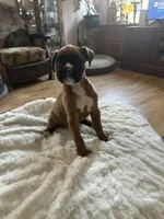 AKC  Piper, a female Boxer for sale in Kalamazoo, MI – 1 of 10