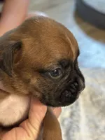 Nadia, a female Boxer for sale in Kalamazoo, MI – 4 of 6