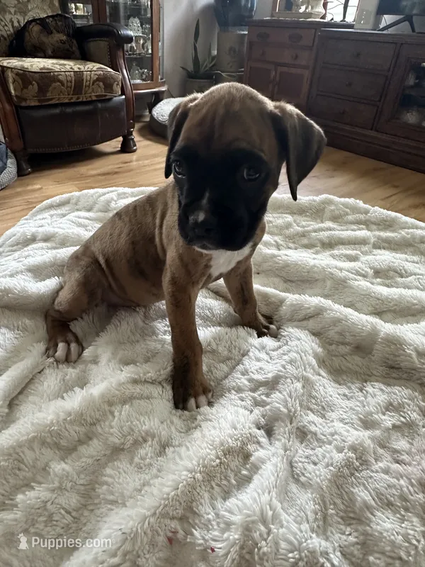 Griffin – Boxer puppy for sale in Kalamazoo, MI