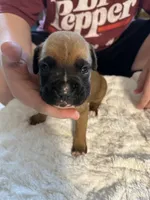 Fritz, a male Boxer for sale in Kalamazoo, MI – 5 of 6