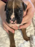 Drew, a male Boxer for sale in Kalamazoo, MI – 5 of 8