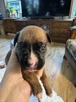 Piper, a female Boxer for sale in Kalamazoo, MI – 5 of 6
