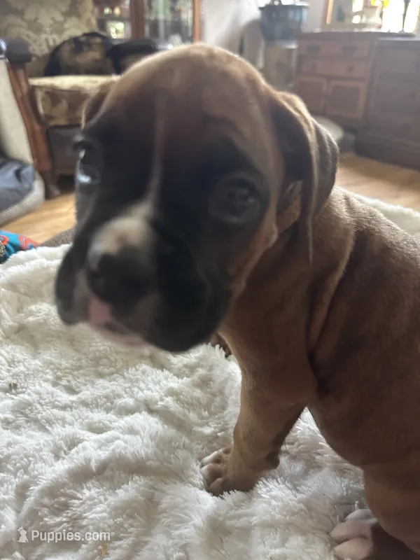 Finn – Boxer puppy for sale in Kalamazoo, MI