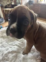 Finn, a male Boxer for sale in Kalamazoo, MI – 1 of 9