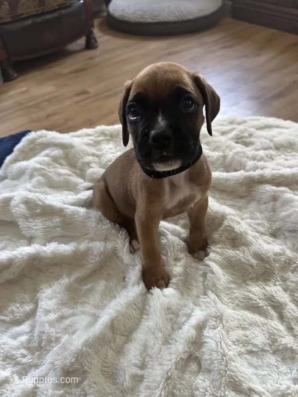 Fritz – Boxer puppy for sale in Kalamazoo, MI
