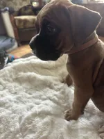 Finn, a male Boxer for sale in Kalamazoo, MI – 6 of 9