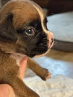 MiMi, a female Boxer for sale in Kalamazoo, MI – 3 of 5