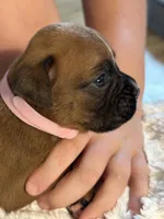 Nadia, a female Boxer for sale in Kalamazoo, MI – 3 of 6