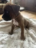 Finn, a male Boxer for sale in Kalamazoo, MI – 2 of 9