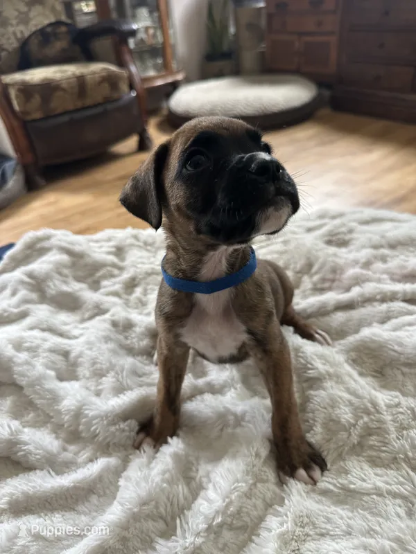 Griffin – Boxer puppy for sale in Kalamazoo, MI